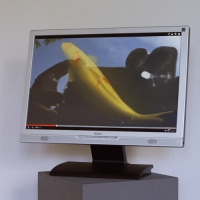 Koikarper / 2014 / 44 x 52 x 18 cm / oil on panel framed in monitor display